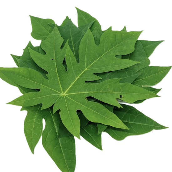 Papaya Leaves Pack Of 1