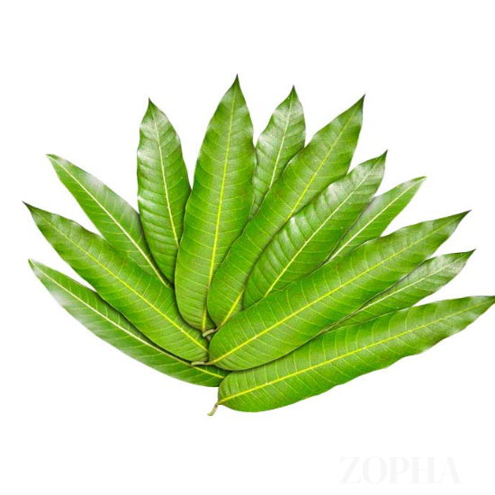 Mango leaves (10)