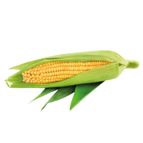 Corn