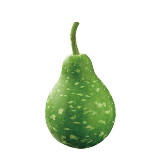 Bengali / Round Squash