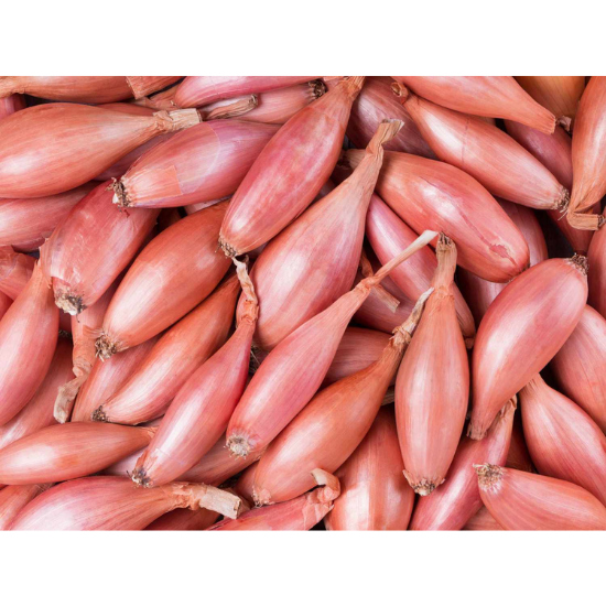 Salot Onion