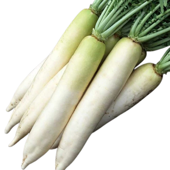 Radish (Muli Daikon)