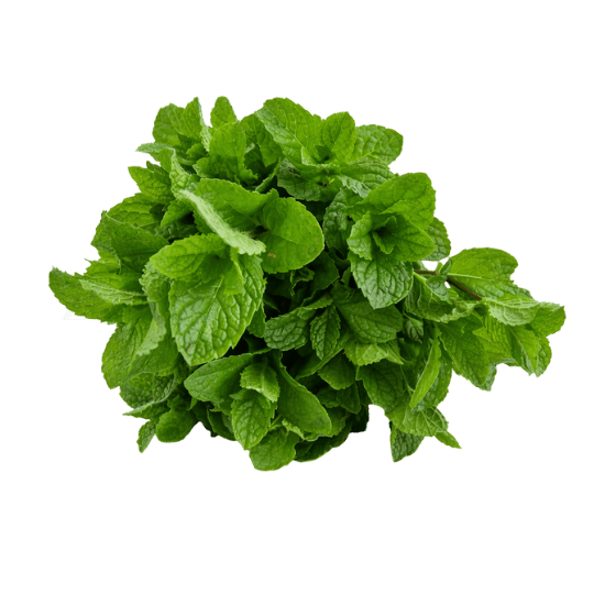 Mint Leaves Pack of 1