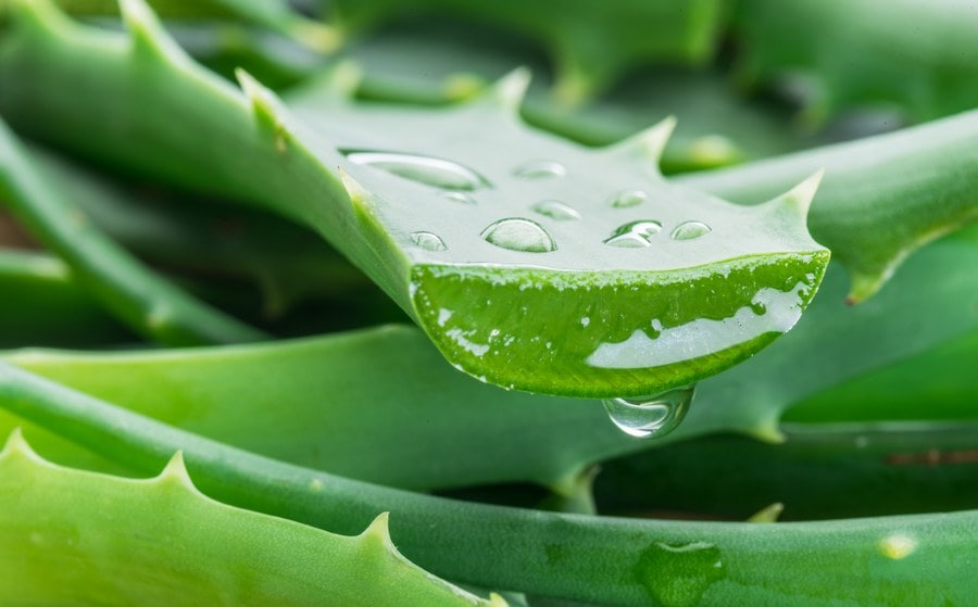 Aloevera